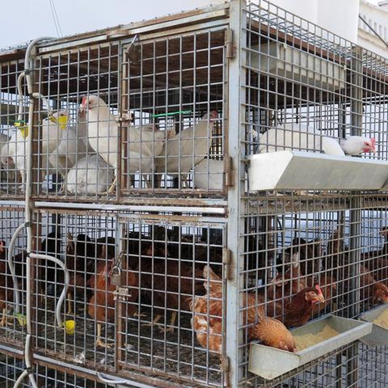 Доставка Колец для птицы из Китая в Россию