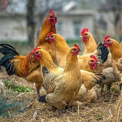 Доставка Шпарчанов для птицы из Китая в Россию
