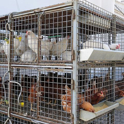 Доставка Колец для птицы из Китая в Россию